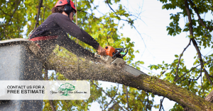 most popular kinds of tree service in sherman oaks