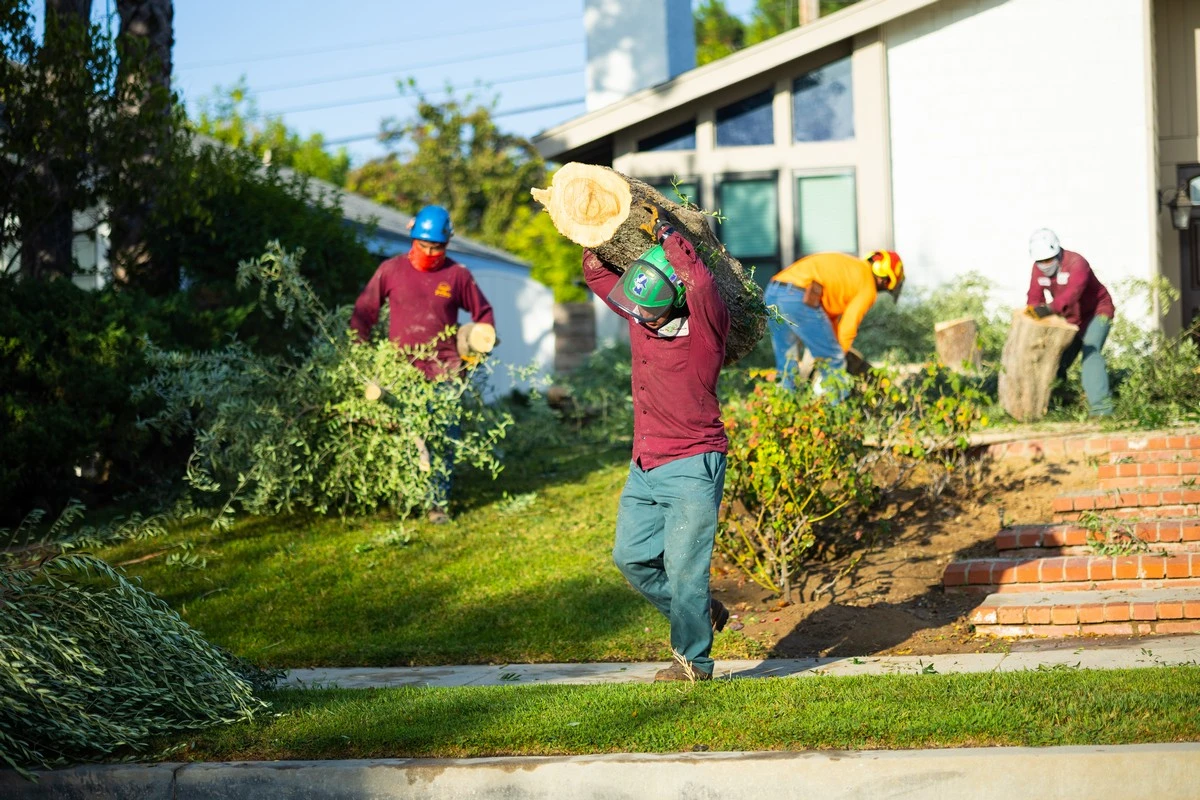 comprehensive tree services near me care for your property