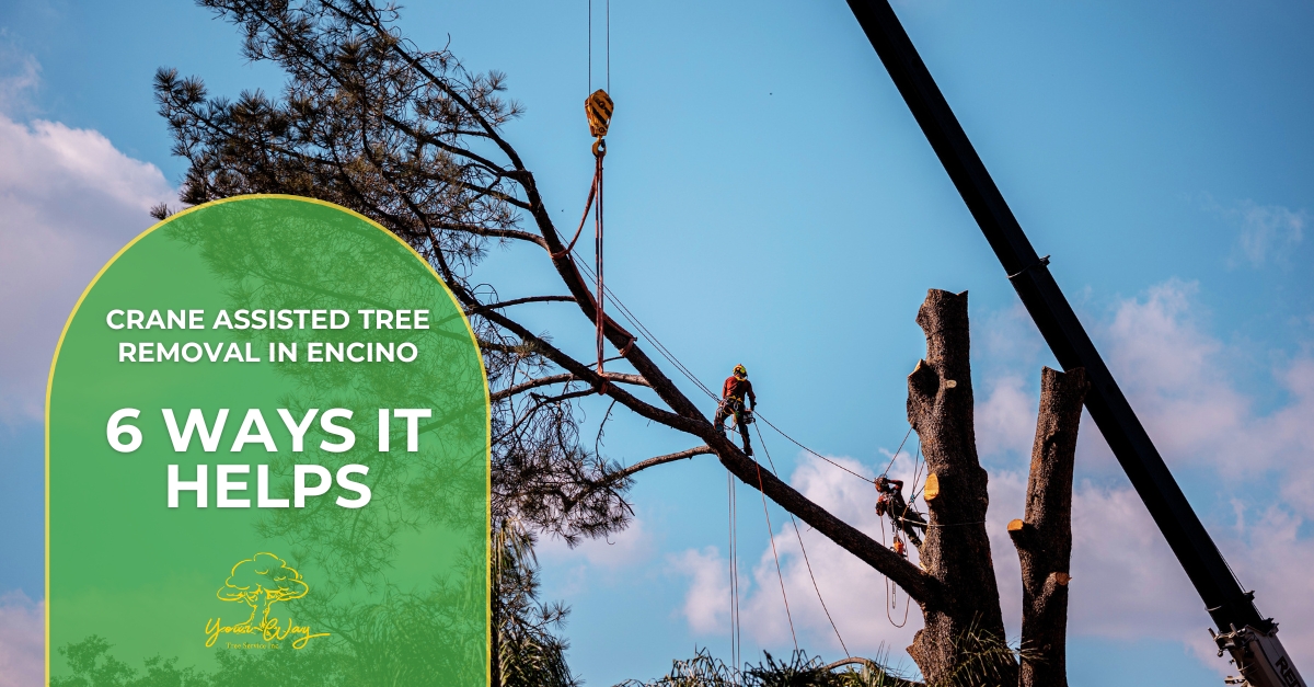 crane assisted tree removal in encino