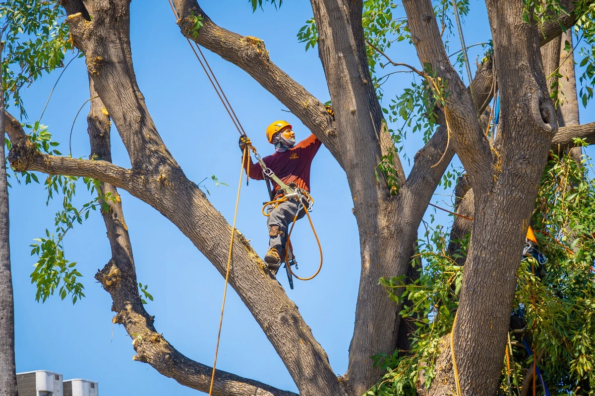 tree trimming in los angeles your way tree service
