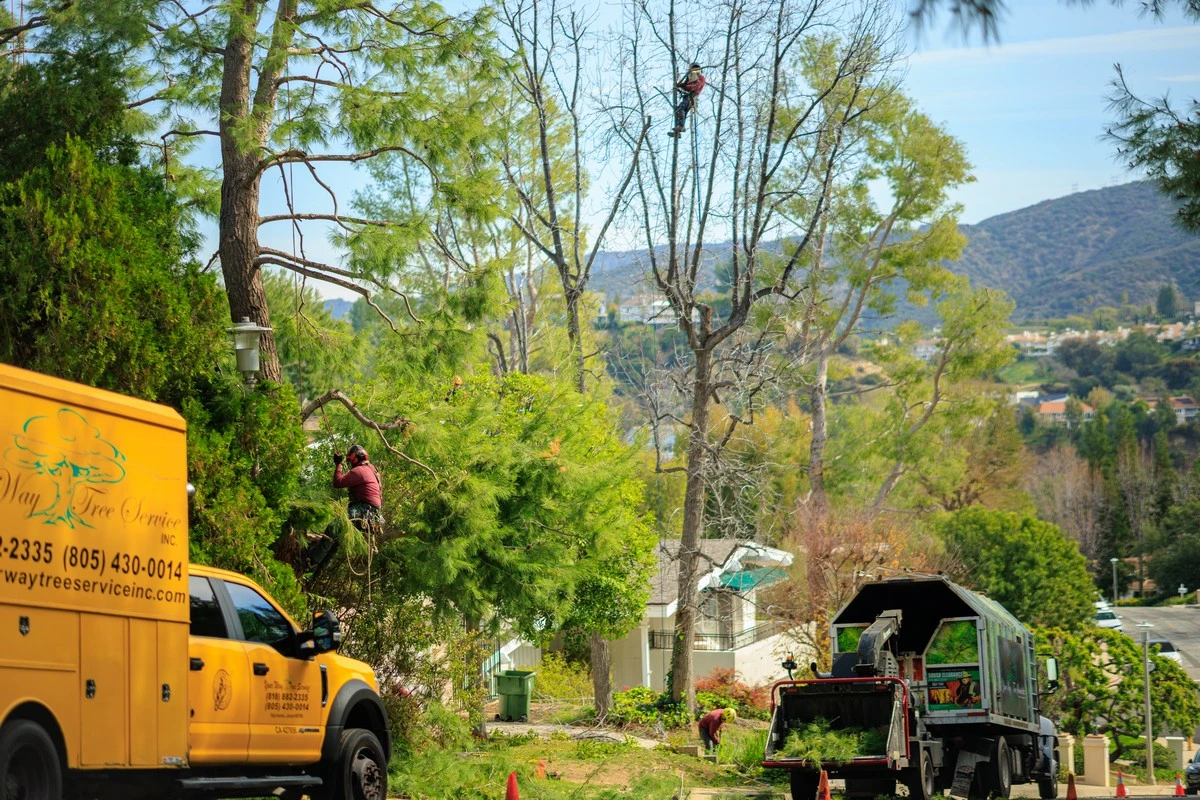 tree trimming in los angeles your way tree service