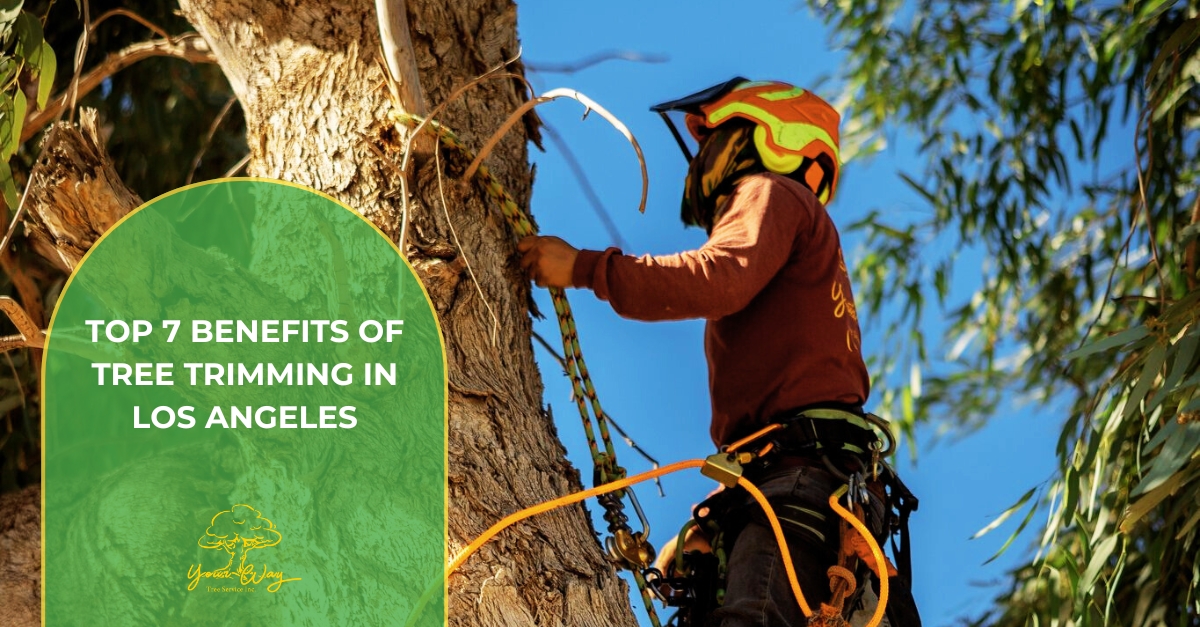 tree trimming in los angeles