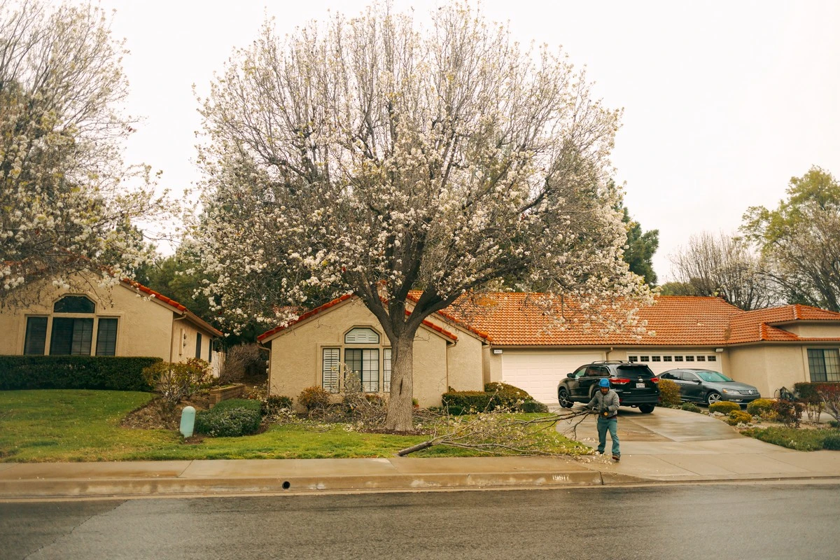 tree trimming near me for health safety beauty