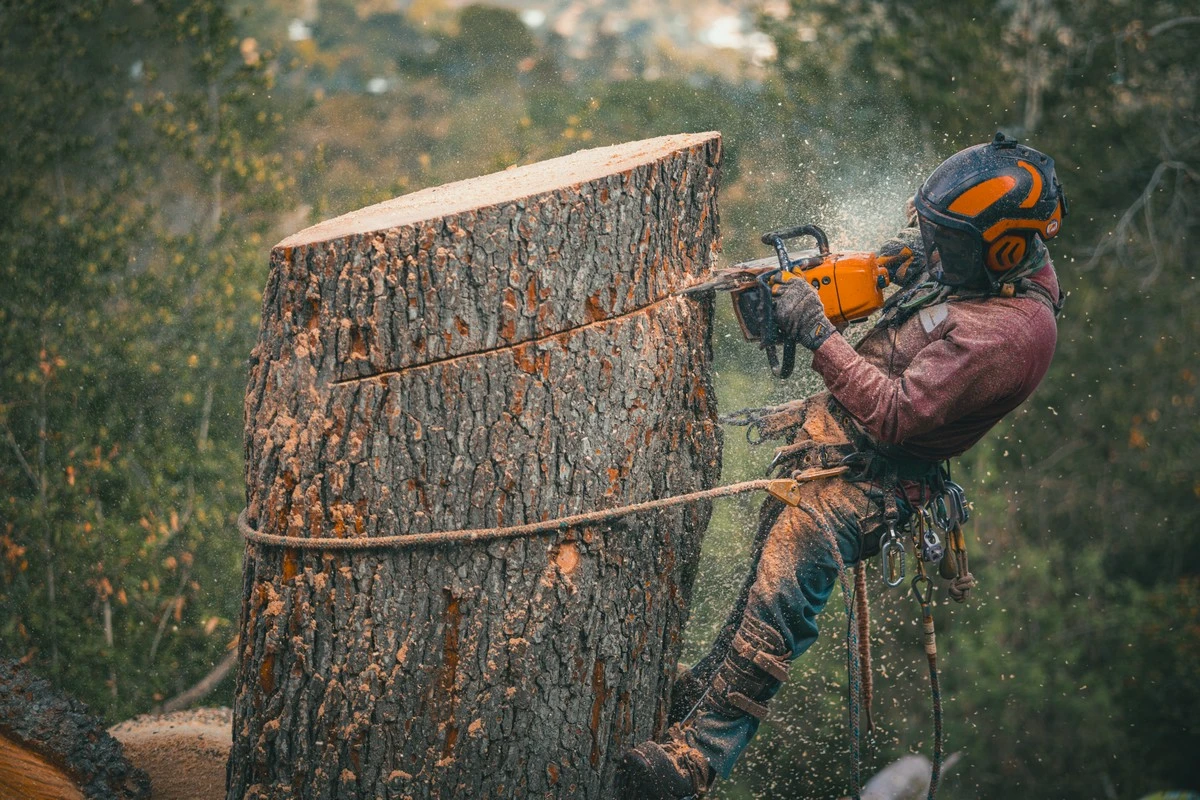 when is tree removal necessary