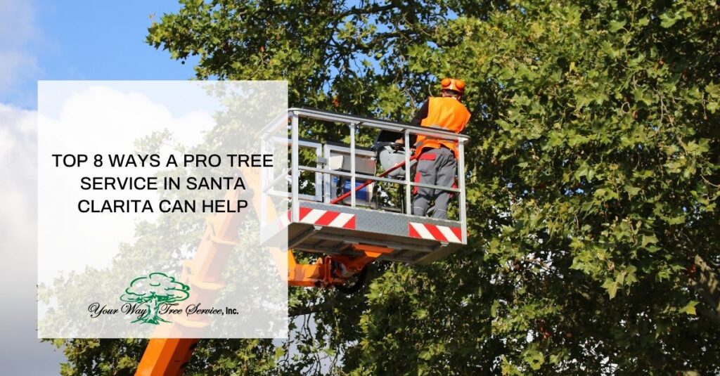 top  ways a pro tree service in santa clarita can help