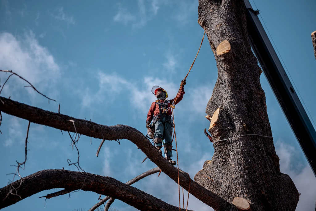 hazardous tree removal