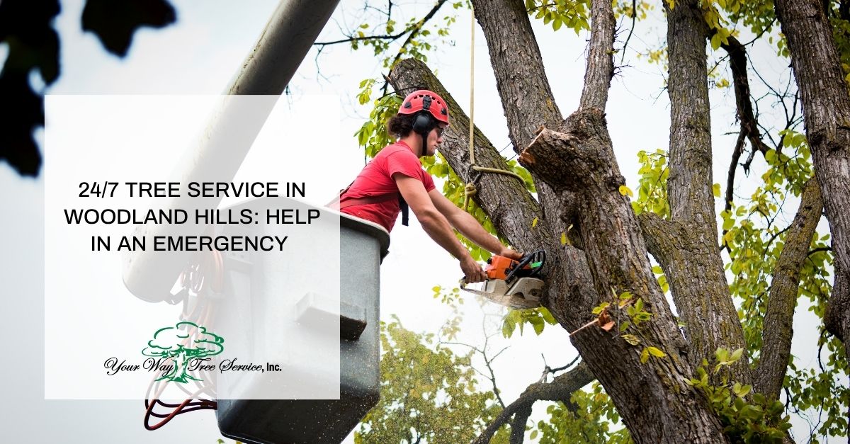 247-tree-service-in-woodland-hills-