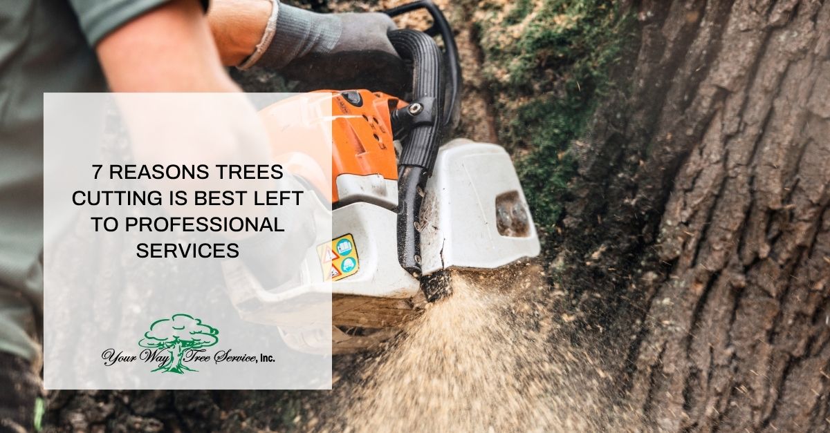 reasons trees cutting is best left to professional services