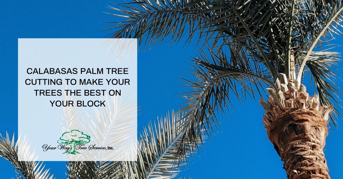 calabasas palm tree cutting to make your trees the best on your block