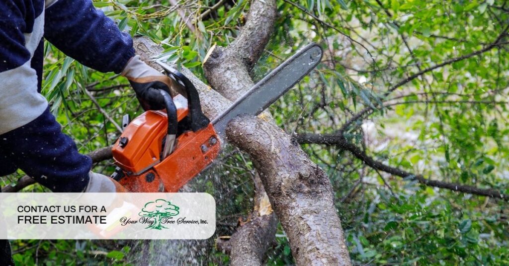 cutting trees services 