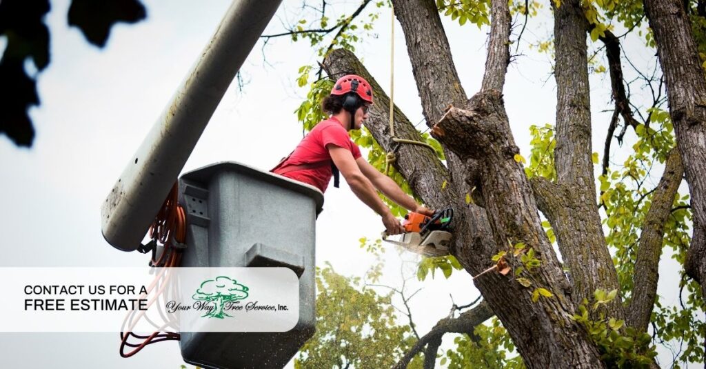 cutting trees services