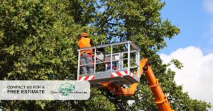 emergency tree care
