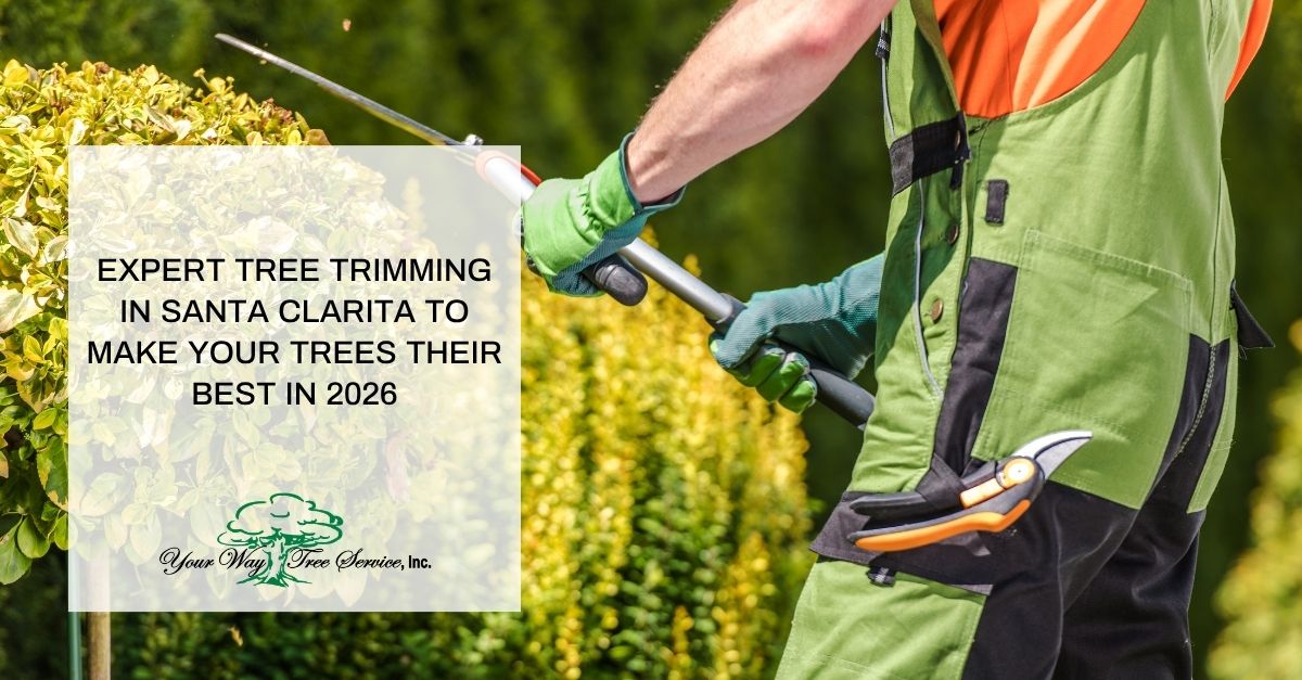 expert tree trimming in santa clarita to make your trees their best in