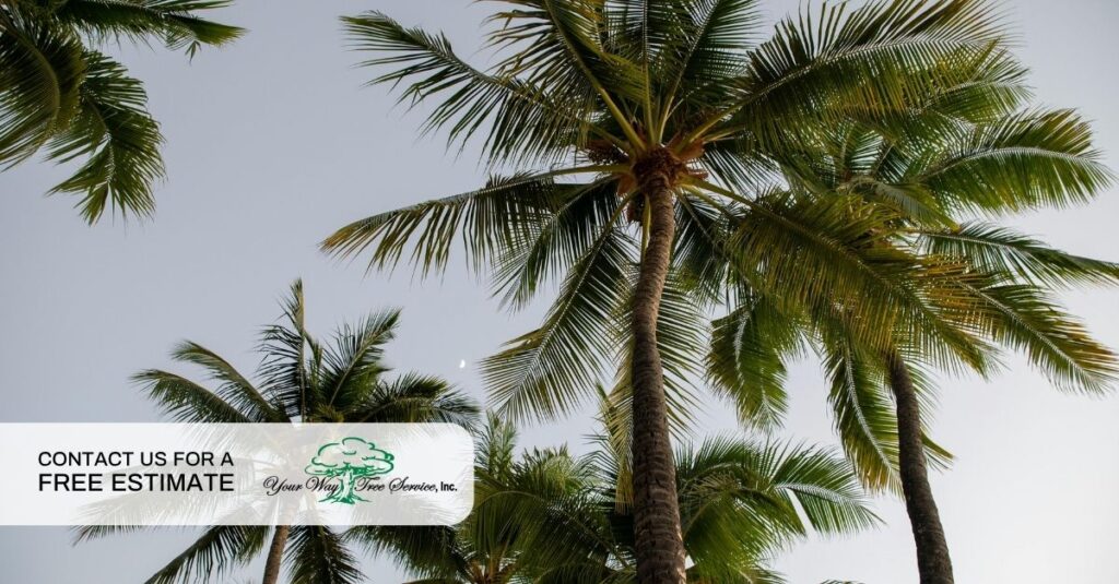 palm tree trimming in calabasas
