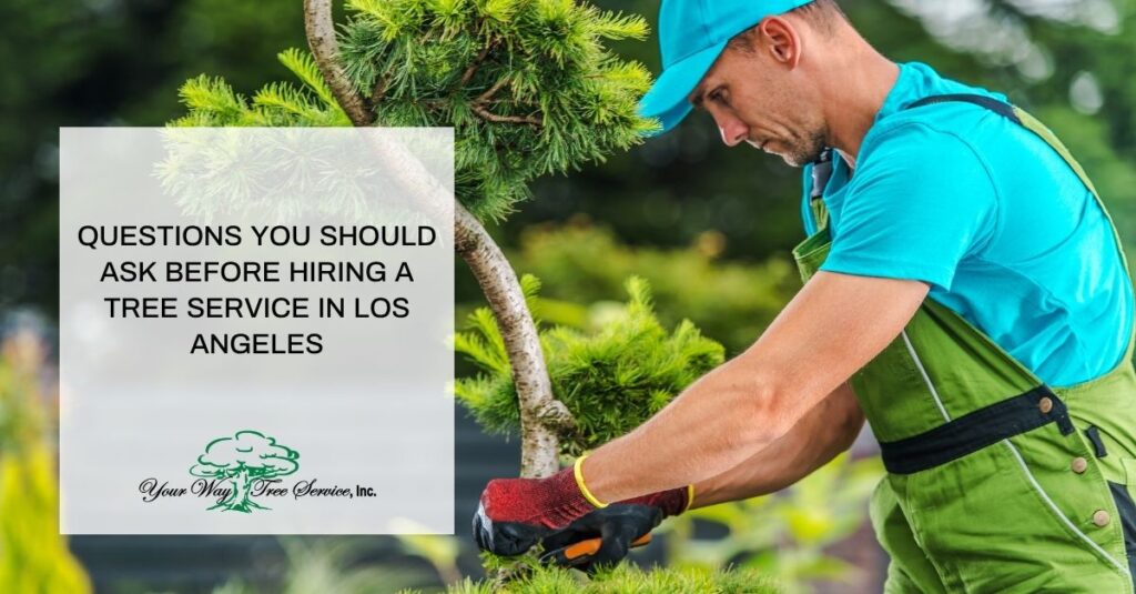 questions you should ask before hiring a tree service in los angeles