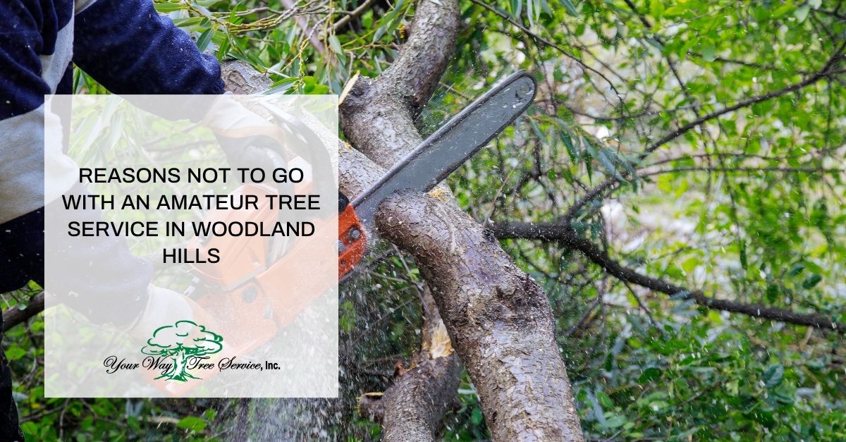 reasons not to go with an amateur tree service in woodland hills