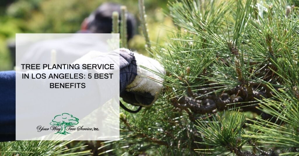 tree planting service in los angeles  best benefits