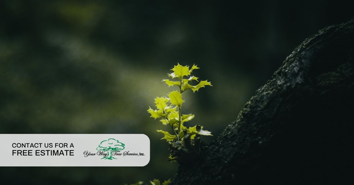 tree planting