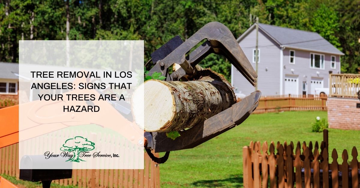 tree removal in los angeles signs that your trees are a hazard