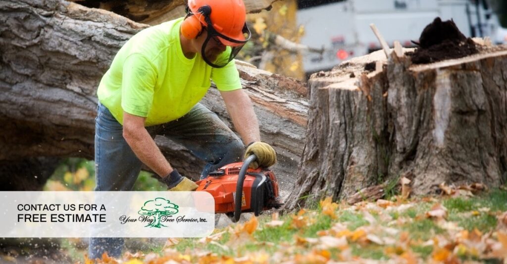 tree service cutting