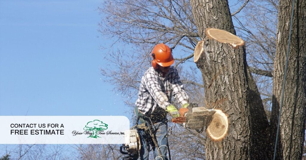 tree service cutting