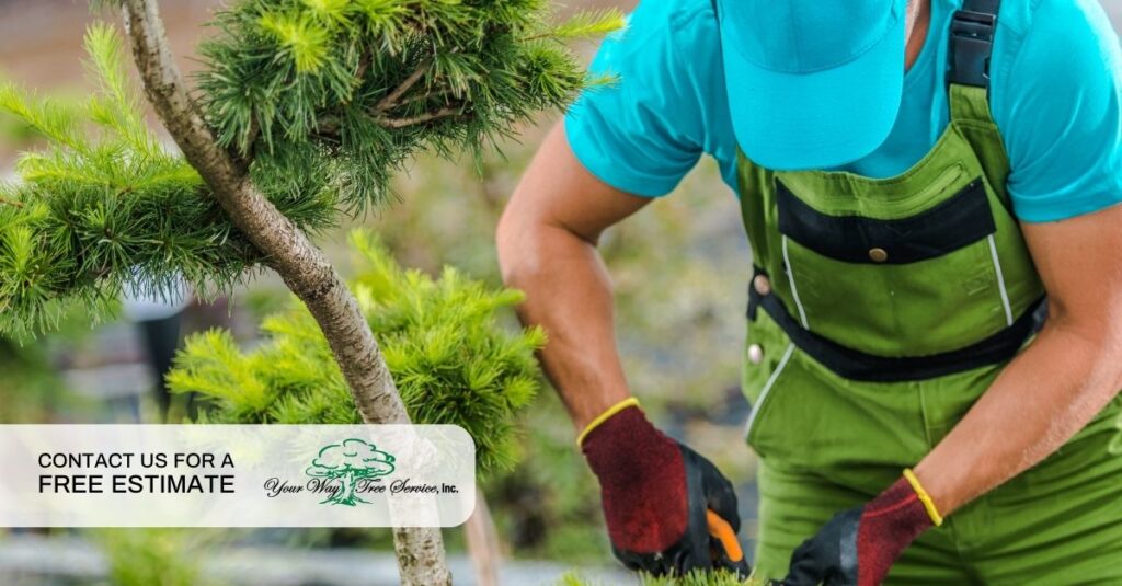 tree service in woodland hills