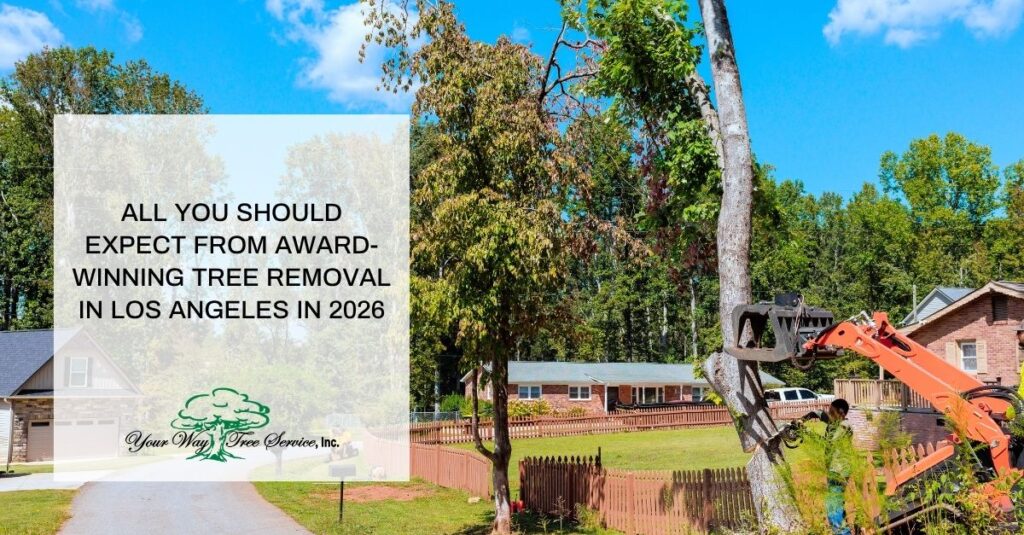 all you should expect from award winning tree removal in los angeles in 