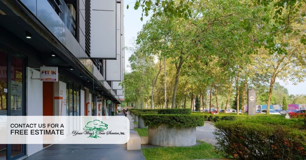 commercial tree maintenance