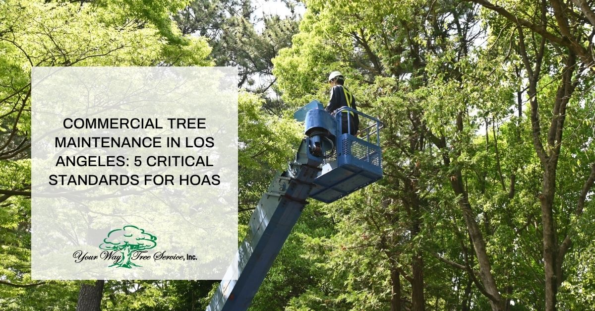 commercial tree maintenance in los angeles  critical standards for hoas