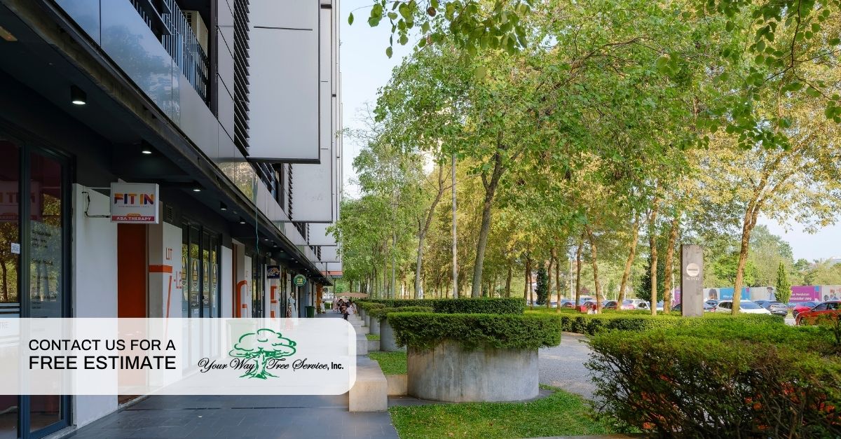 commercial tree maintenance