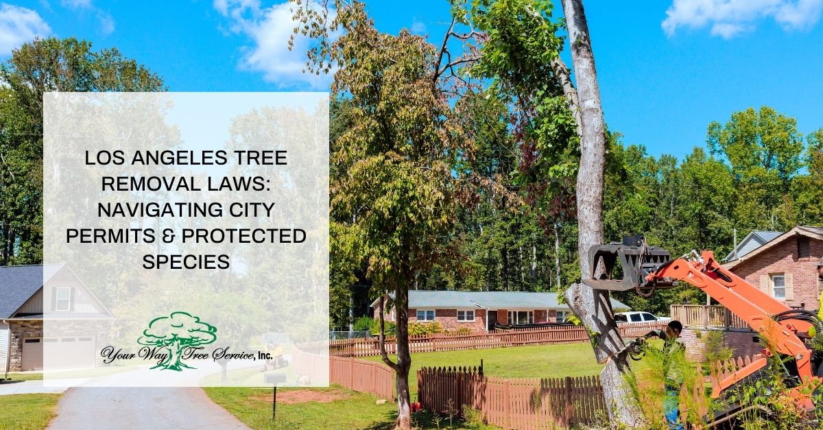 los angeles tree removal laws navigating city permits protected species