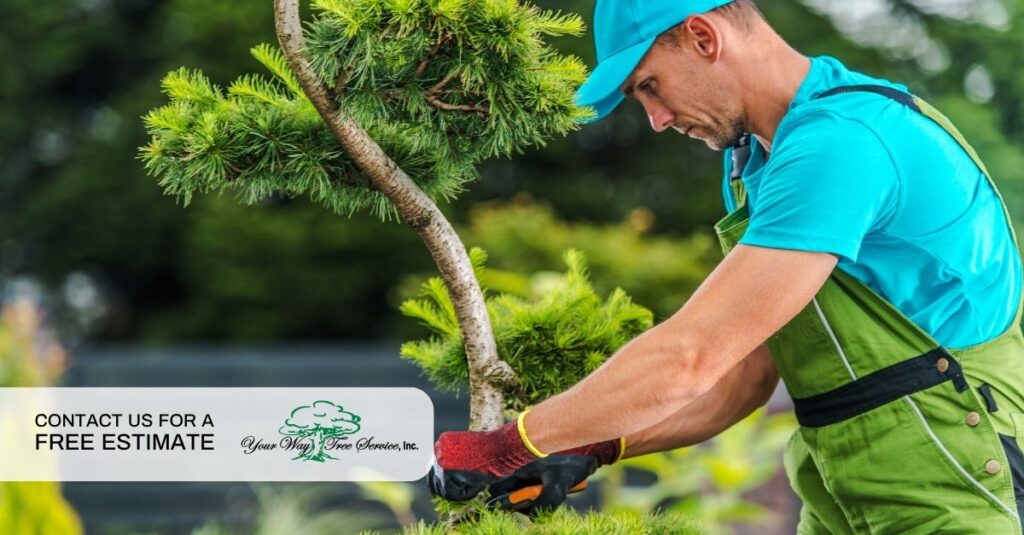 professional tree service