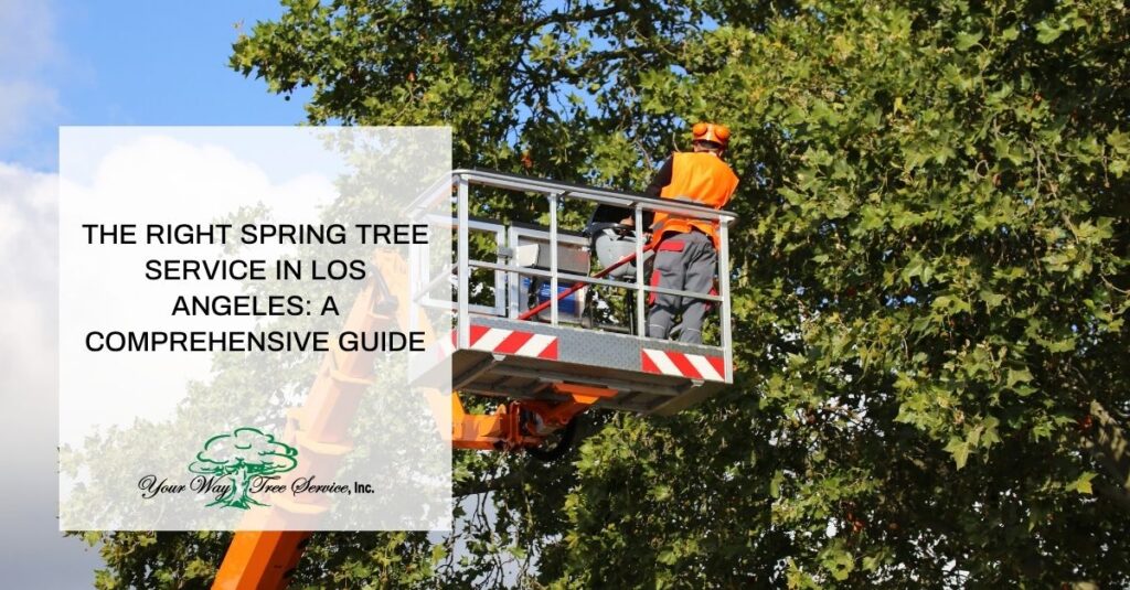 the right spring tree service in los angeles a comprehensive guide