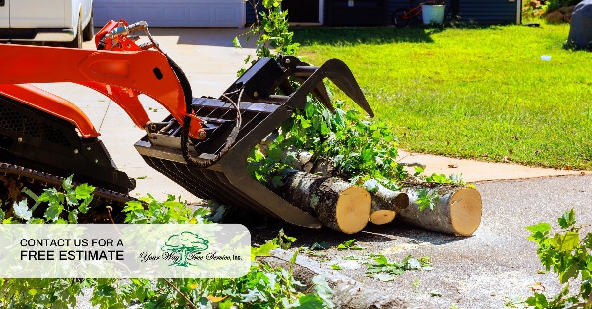 tree removal in los angeles