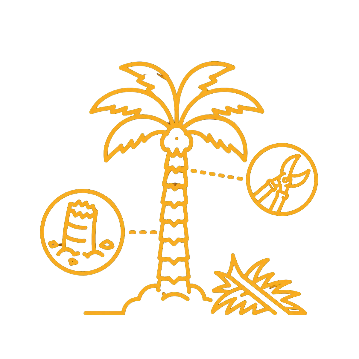 palm tree