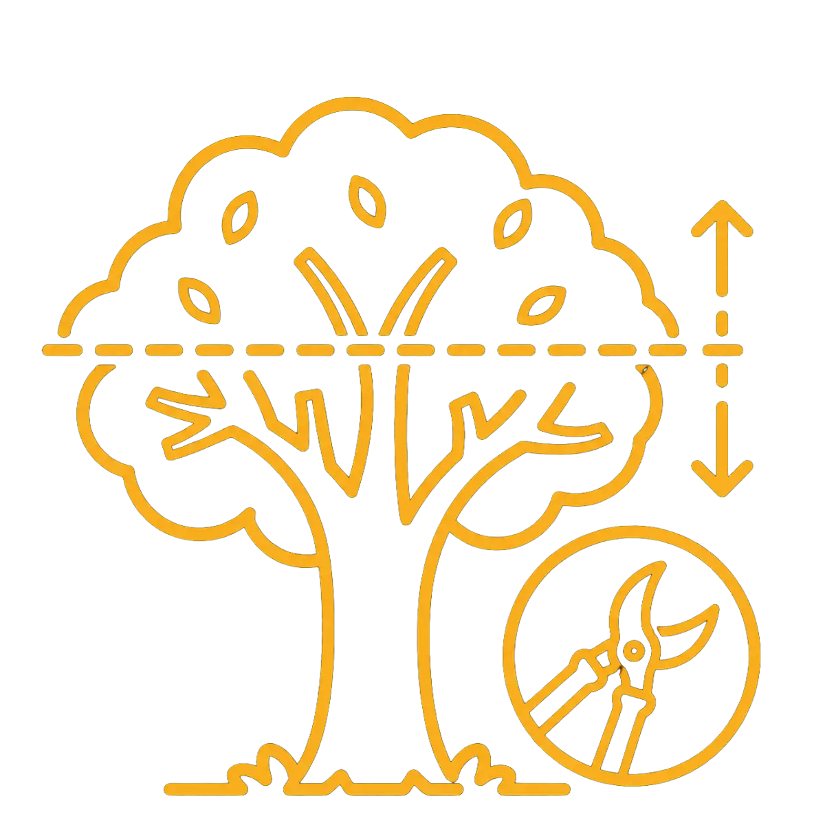 tree height