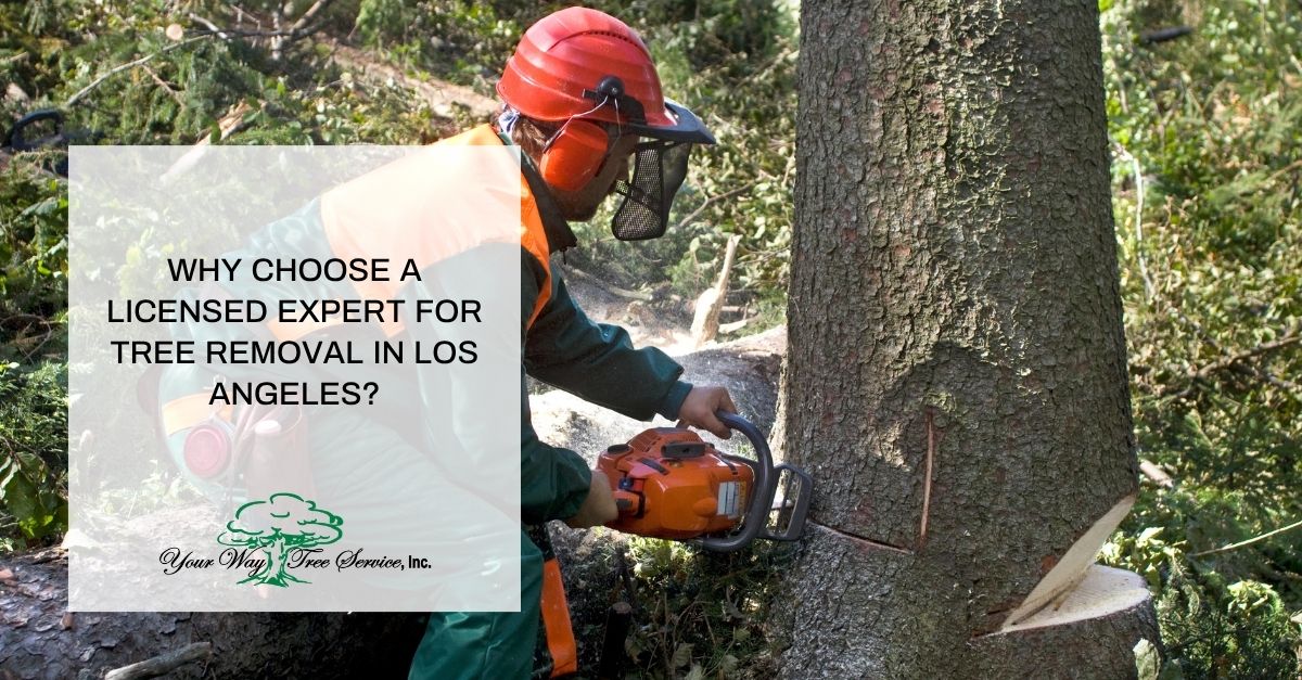 why choose a licensed expert for tree removal in los angeles